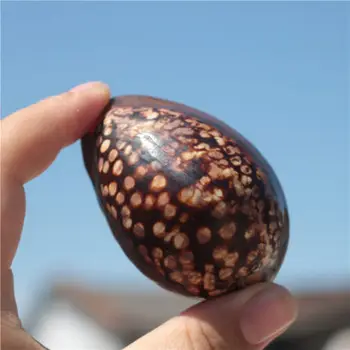 Prírodné conch shell korytnačka shell poklad slimák vzorom snail rukoväť kus ryby nádrž krajiny Stredomoria home collection